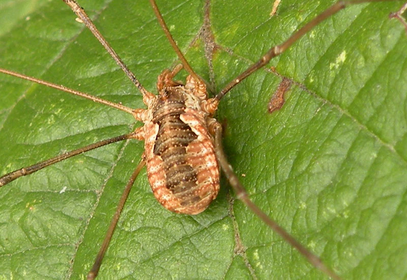 Opilioni emiliani - Phalang. opilio (m/f) - O. transversalis